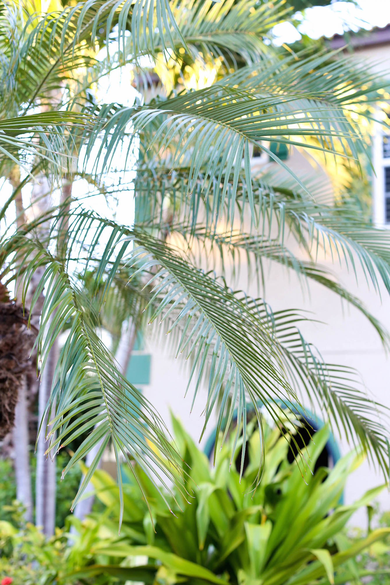Captiva-Island (12 of 17)